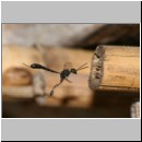 Gasteruption cf assectator - Gichtwespe w02.jpg